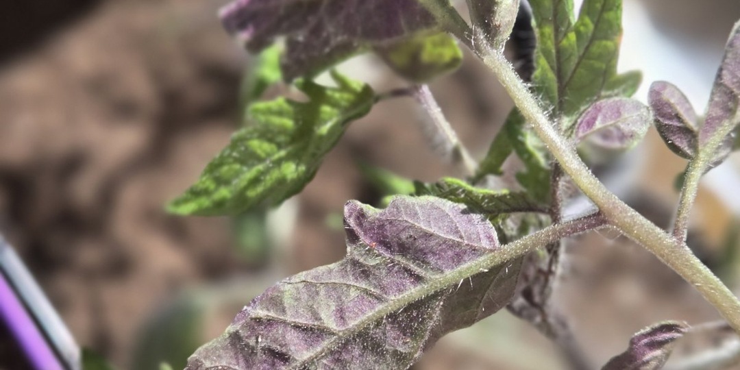 Фосфор без азота - деньги на ветер. Почему подкормки не работают?