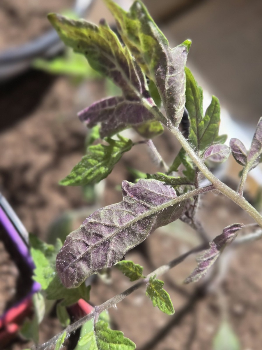 Синюшная рассада томатов - известная проблема, связанна с плохим поступлением фосфора в растения. 