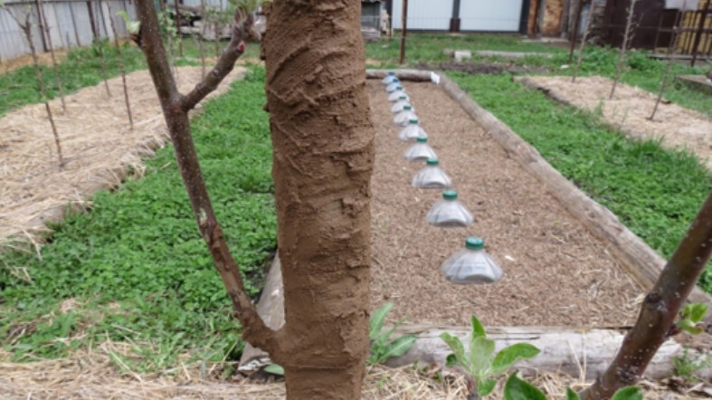 Глиняная болтушка после высыхания — не белоснежная, как краска, но держится сезон без трещин