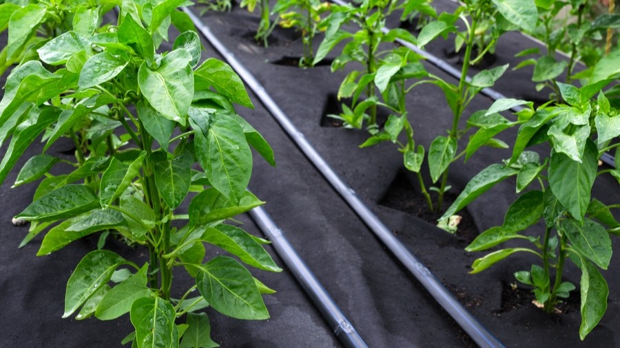 Так выглядят грядки после укладки агроволокна — сорнякам здесь просто негде появиться