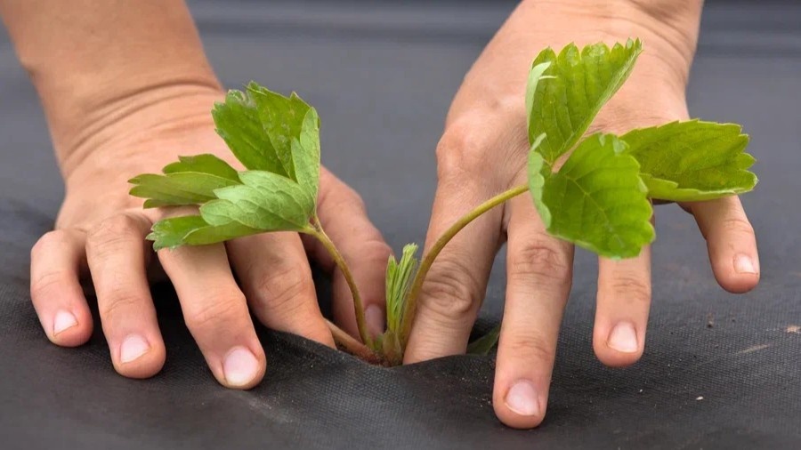 Агроволокно (спанбонд) плотностью 60 г/м². Совсем другое дело.