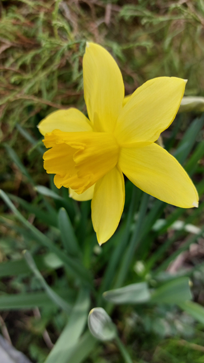 Первый нарцисс.