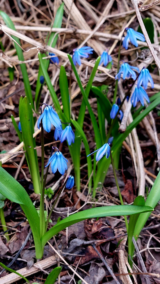 Самые милые, краснокнижные). 