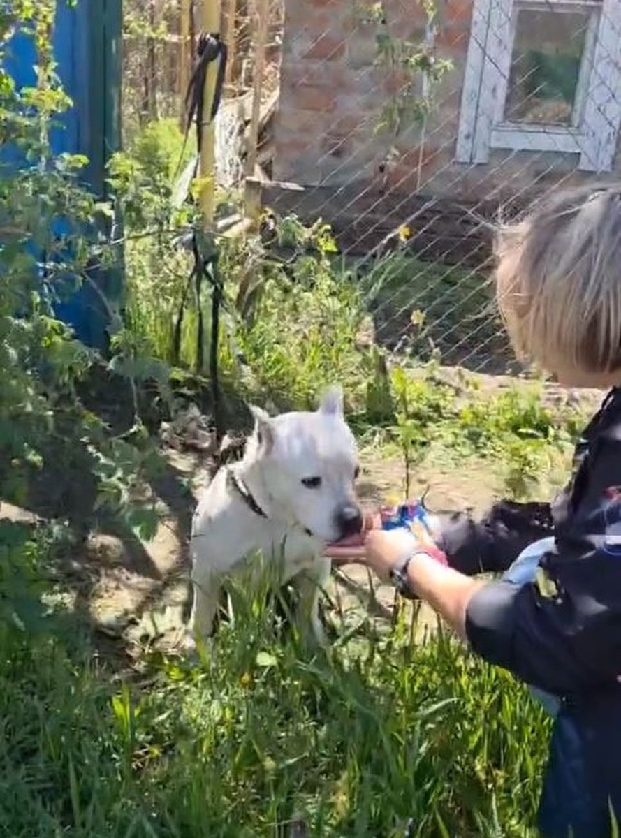    Александра сначала покормила привязанного к трубе пса, а потом отвязала. из архива героя публикации