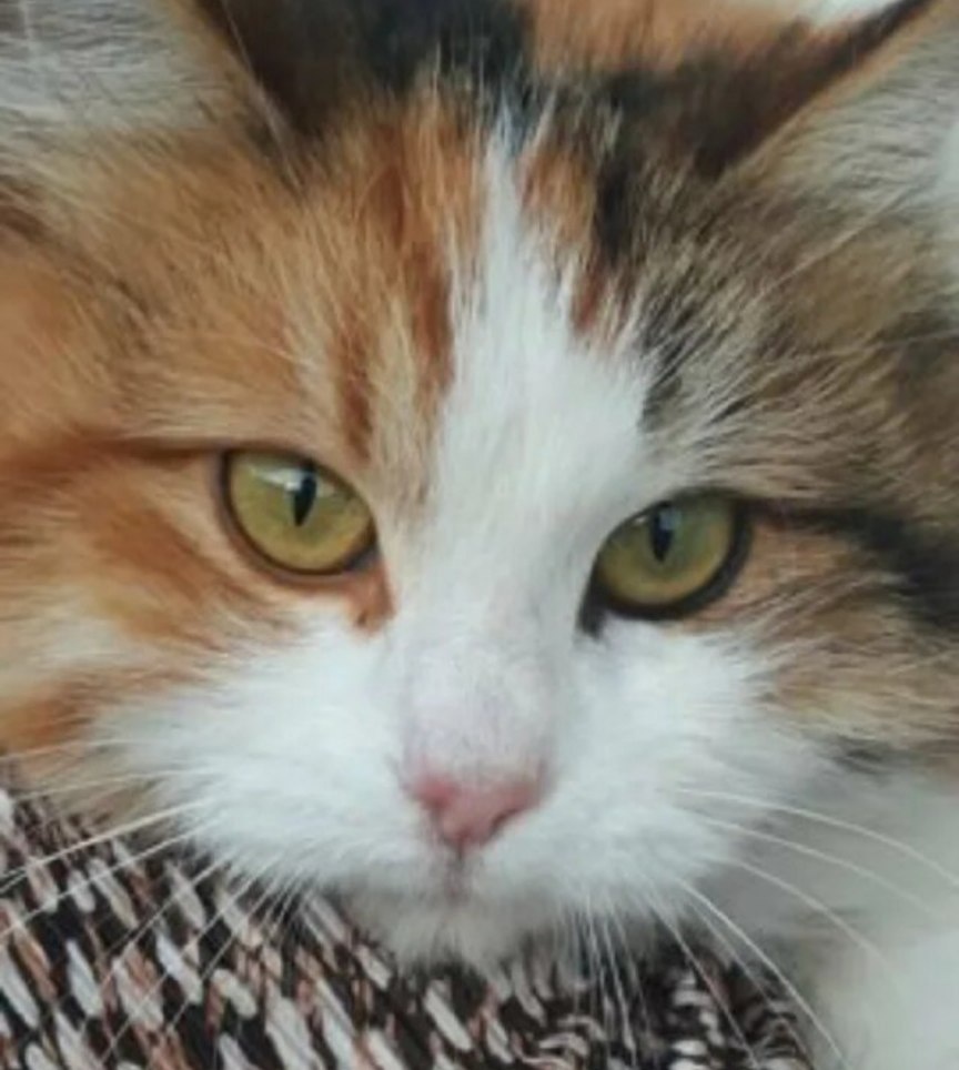 Эти глаза напротив