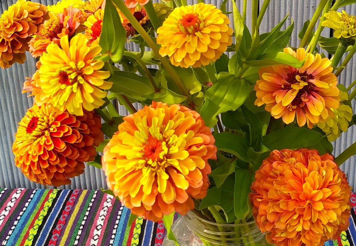 Циннии Queen Lime Orange