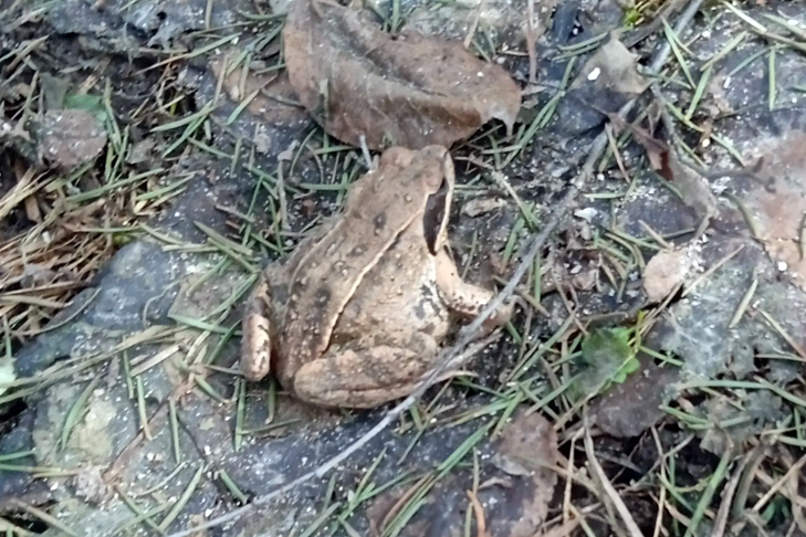 Под Новосибирском очень громко расквакались первые лягушки