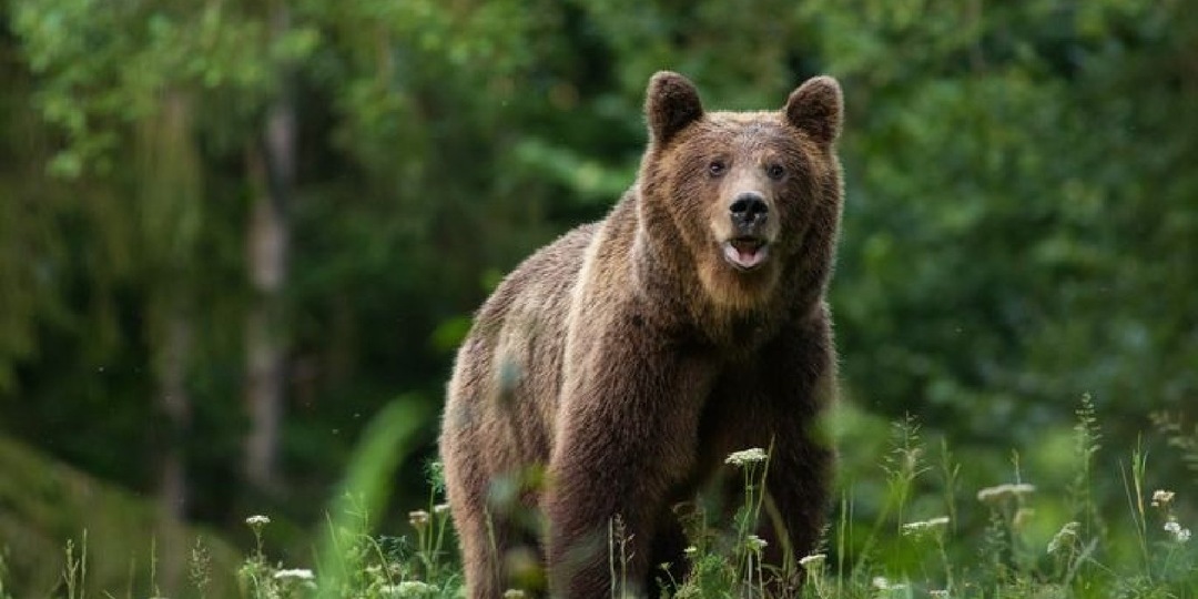 Зоолог Русинов рассказал, как себя вести при встрече с медведем