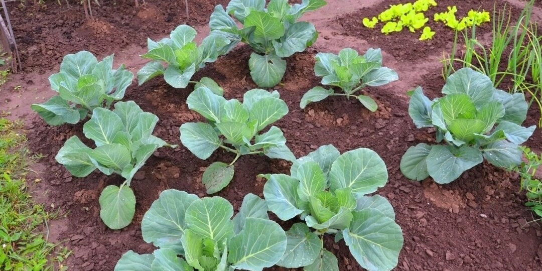 Секреты выращивания капусты без вредителей и с хорошим урожаем