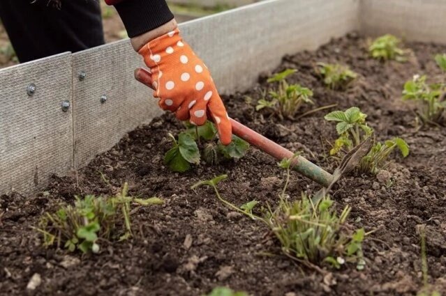 ПЕРВАЯ ВЕСЕННЯЯ ОБРАБОТКА КЛУБНИКИ.