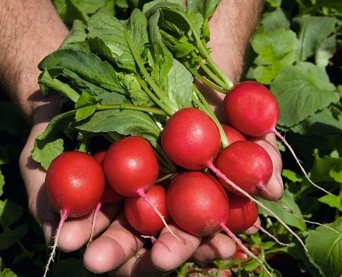 РАСПРОСТРАНЕННЫЕ ОШИБКИ ПРИ ВЫРАЩИВАНИЕ РЕДИСА НА УЧАСТКЕ