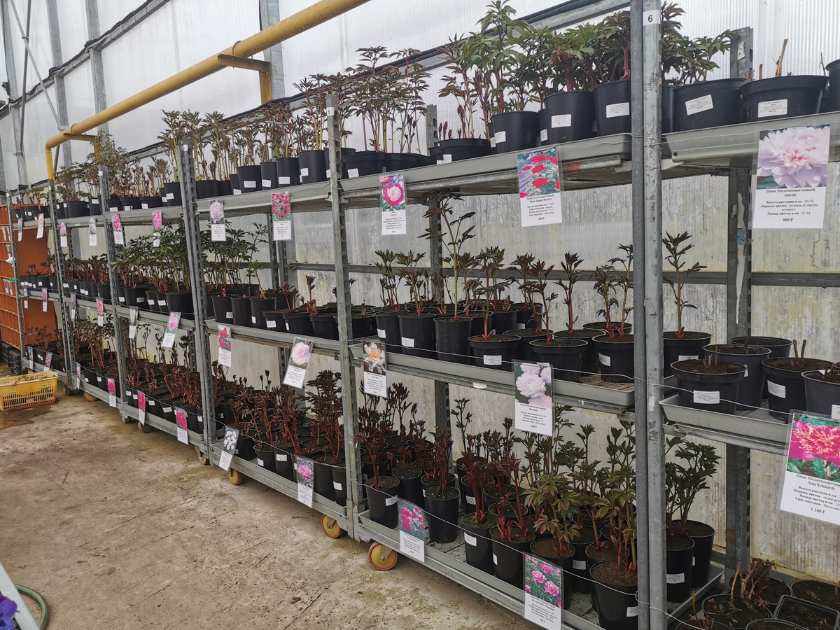 Gardenplats -2026, пионы