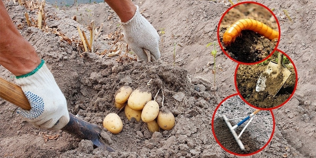 Борьба с проволочником: эффективные ловушки и приманки