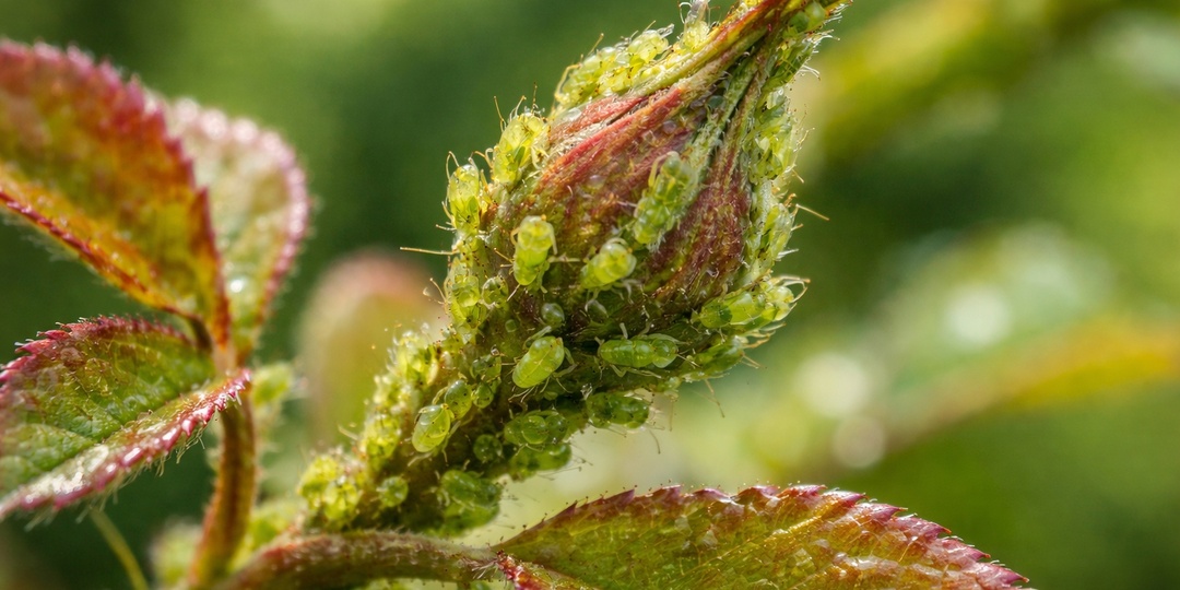 Тля атакует! Как защитить розы, персик, сливу и смородину немедленно