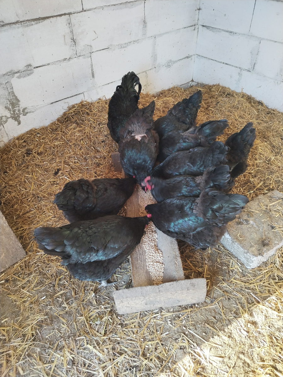 Куриный завтрак. Фото автора