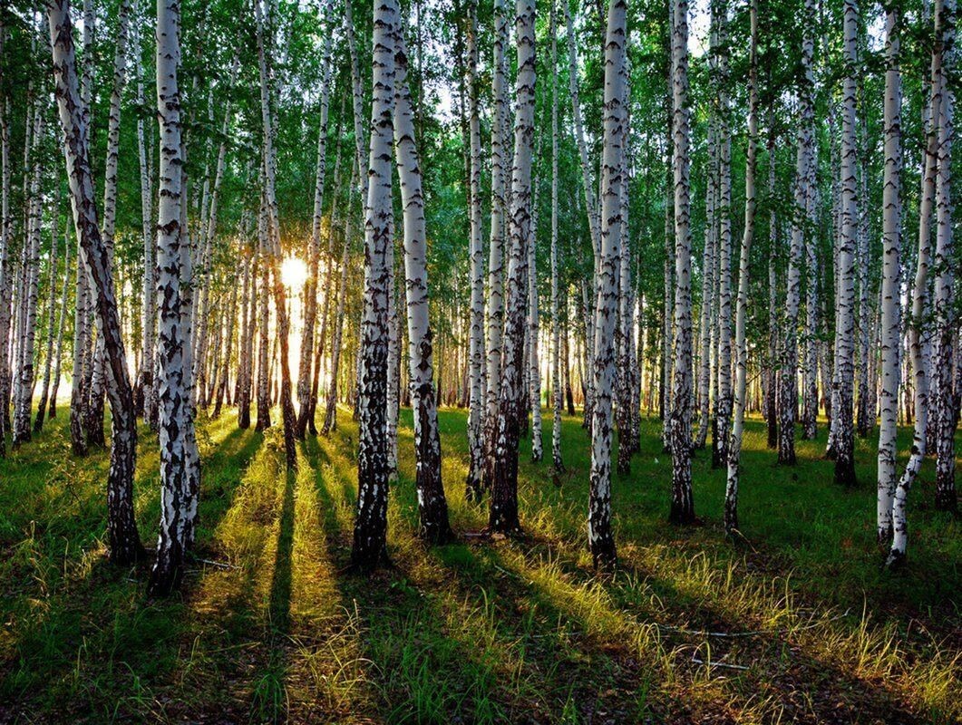 Изображение взято с сайта https://cdn.culture.ru/images/005d65da-1e97-5ca9-829f-074aa9a39ada