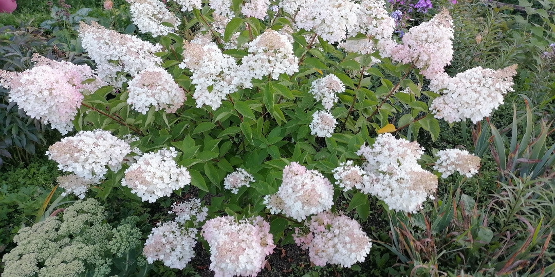 Посадка гортензии в мае в открытый грунт: инструкция и правила ухода