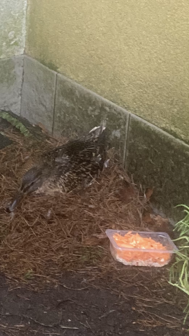 Ничего не съела ! 🙏🤷‍♀️