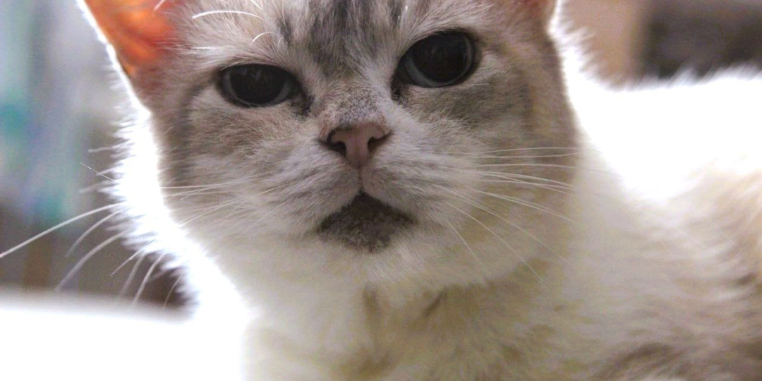 В Туле сегодня облачно и дождливо