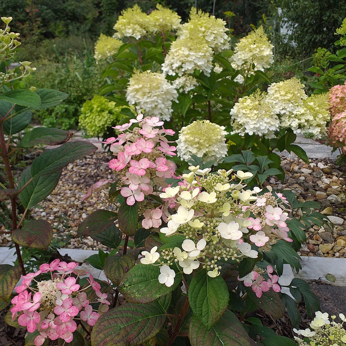 фото автора, метельчатая гортензия Литтл Квик Файр