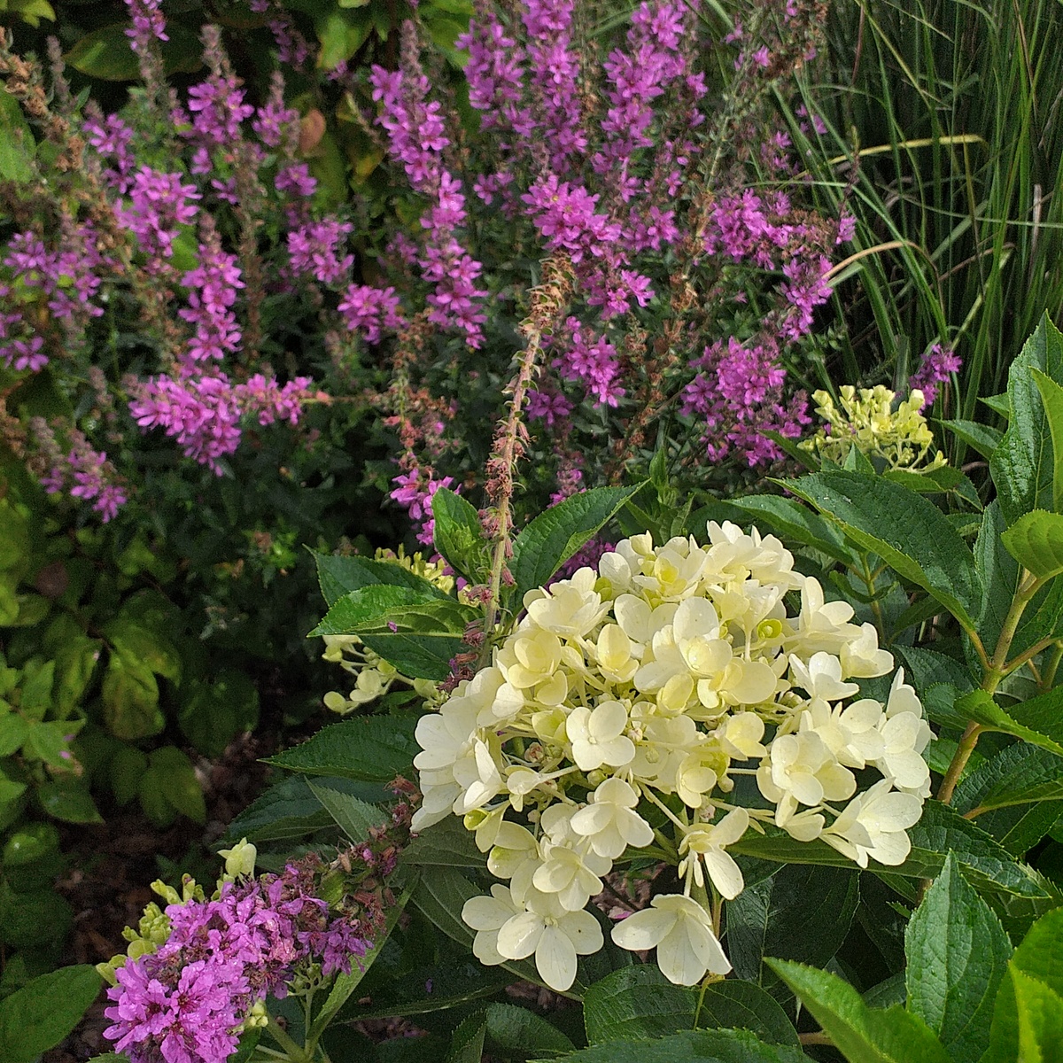 фото автора, метельчатая гортензия Милк энд Хоней