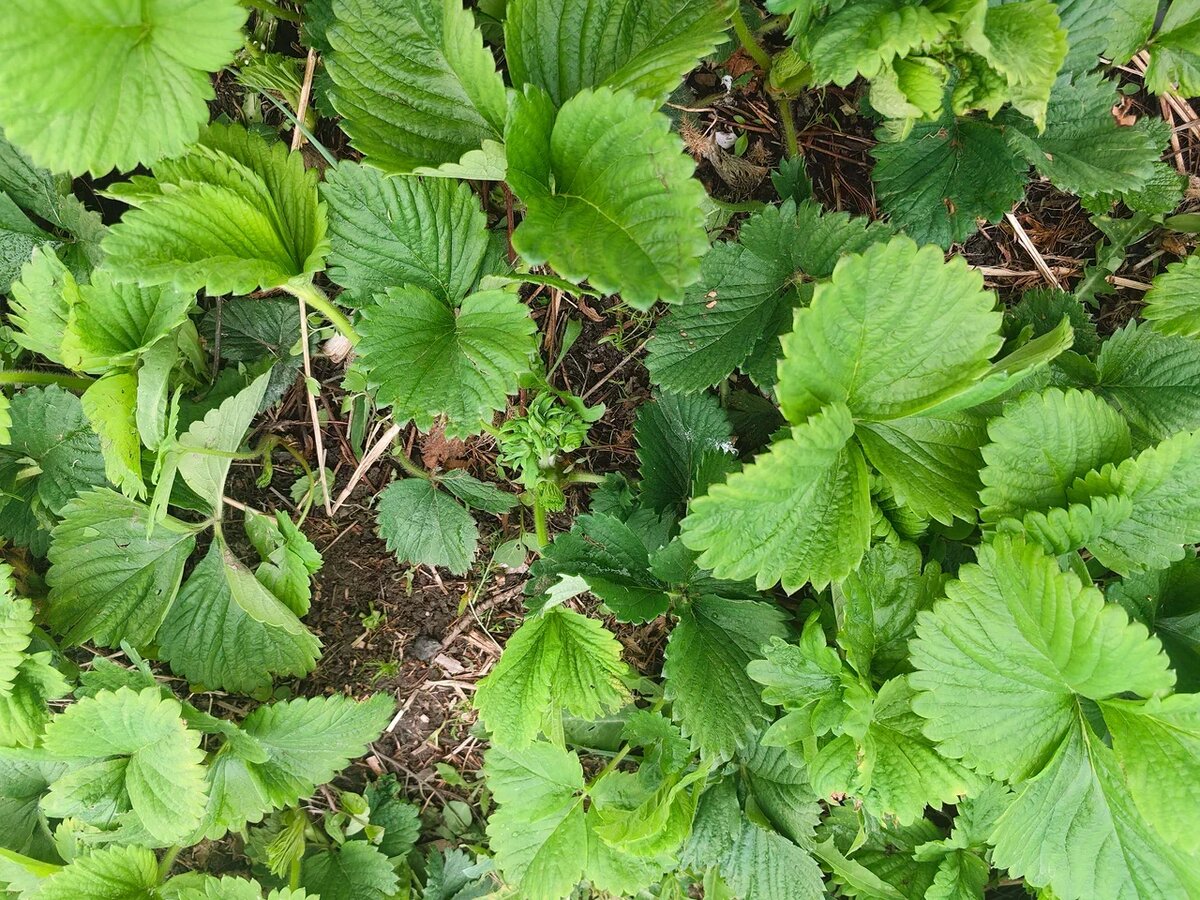 Клубника только начала выдвигать бутоны в Астрахани. Фото Натальи Мироновой