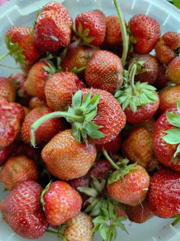 Садовая земляника= клубника . Фото Натальи Мироновой