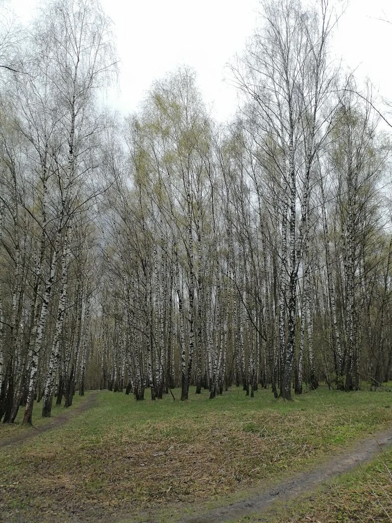 Тропаревский парк. Фото автора.