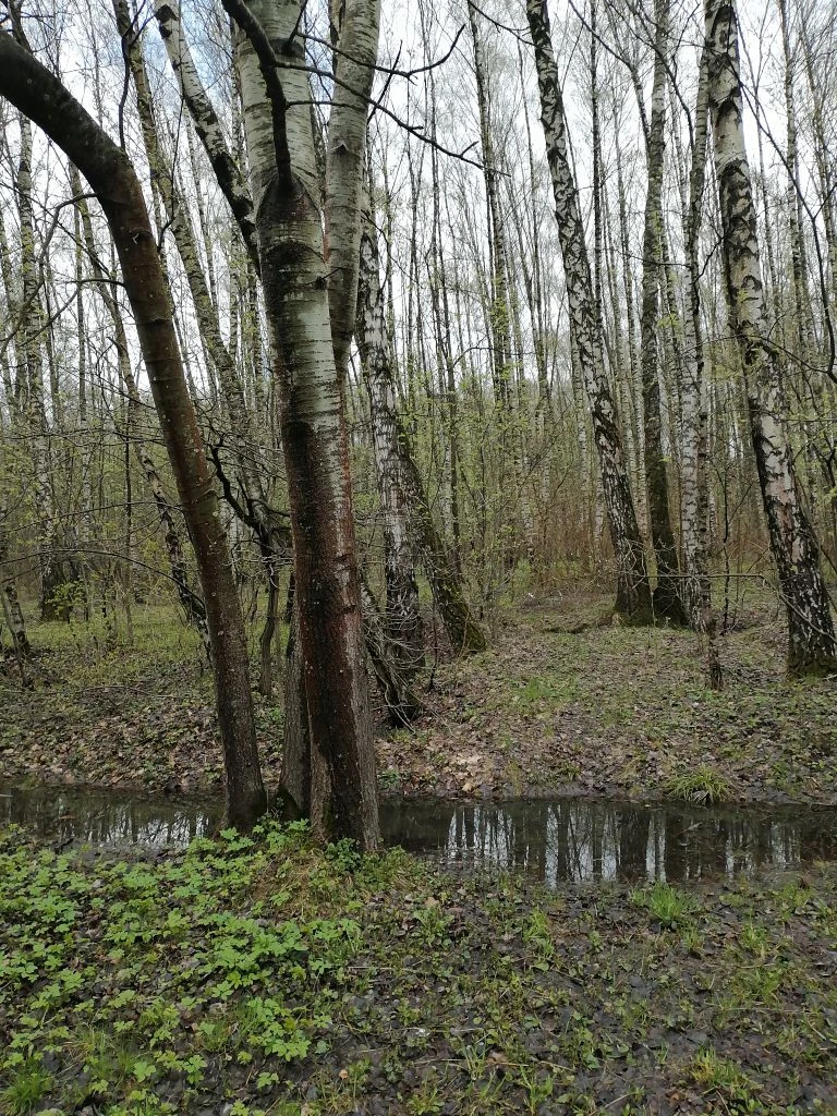 Тропаревский парк. Фото автора.