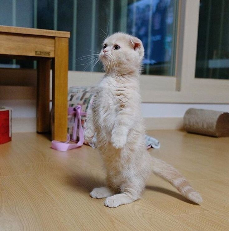 -А вкусняха будет?!
