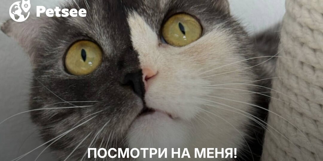 Кот лежит странно? Что на самом деле он пытается сказать