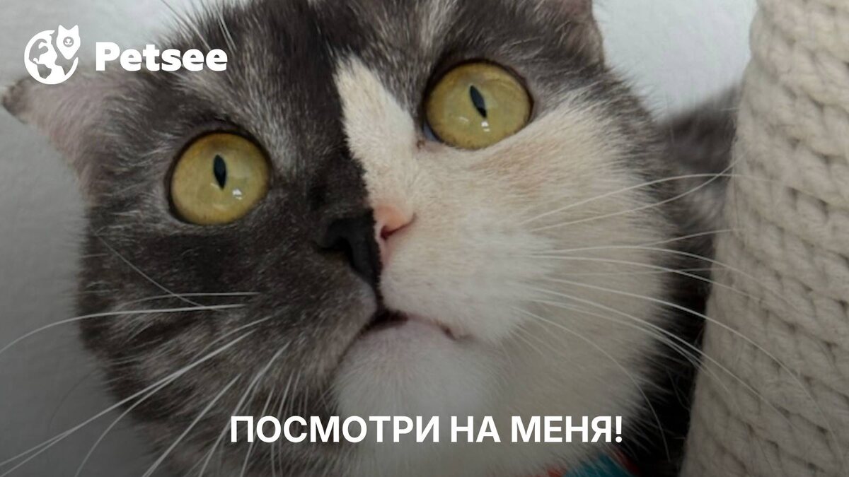 Кот лежит странно? Что на самом деле он пытается вам сказать