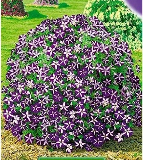 Как выглядят мои петунии через 10 дней после прищипывания.