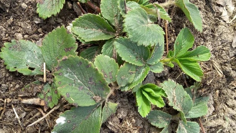 Подкормка клубники после зимы: 3 этапа и 4 состава, которые реально дают завязи