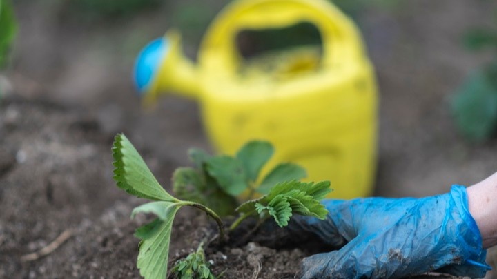 Нашатырный спирт или настой коровяка — два рабочих варианта для первой весенней подкормки