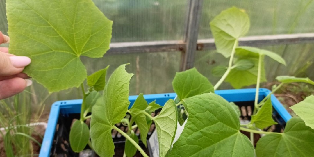 Когда сеять огурцы на рассаду: 3 ориентира вместо календаря — и за много лет ни разу не ошибся со сроком