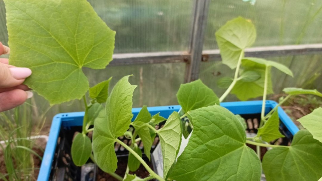 Вот такой рассады я добиваюсь: компактная, с крепким стеблем, готова к высадке