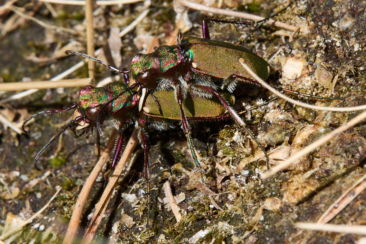 Скакун Полевой