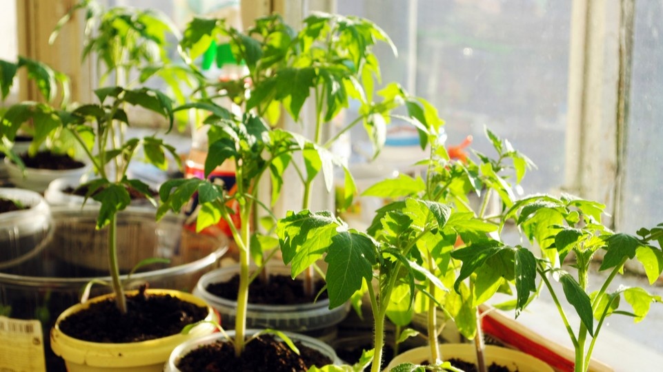 Вот к чему ведут три правильных шага — рассада стоит плотно, стебель держит форму