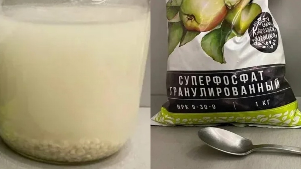 Суперфосфат — первое, что идёт в дело после пикировки. Столовая ложка на десять литров, не больше