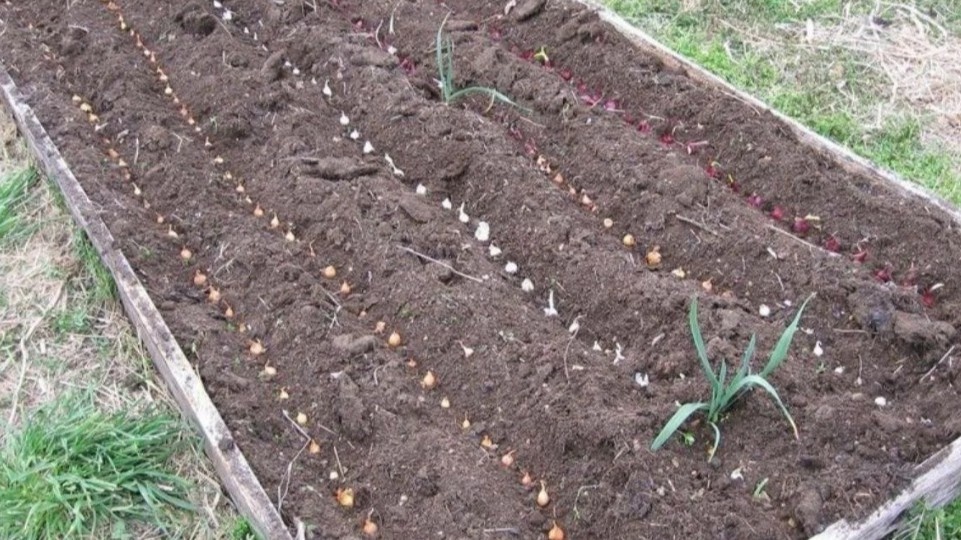 Когда сажать лук севок весной: 1 правило глубины + 2 добавки в лунку — лук не мельчает