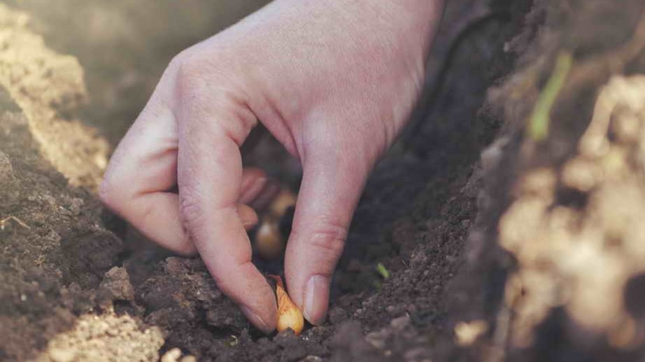Вот так выглядит правильная глубина: макушка почти у поверхности, донце в рыхлой земле.