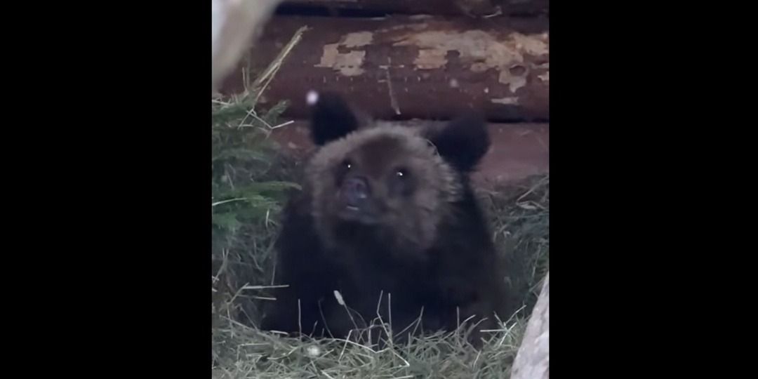 В Карелии запустили движение в поддержку медвежонка Ежика