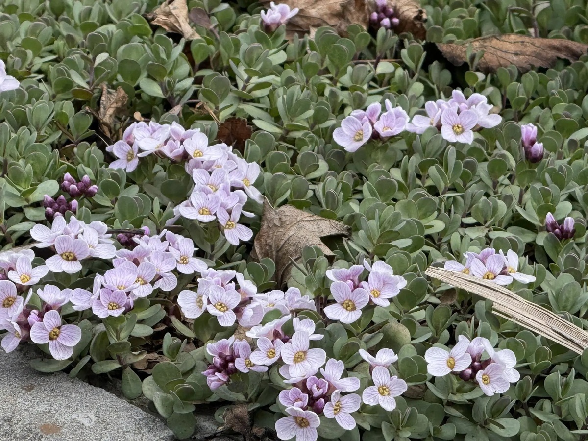 Крылотычинник скальный