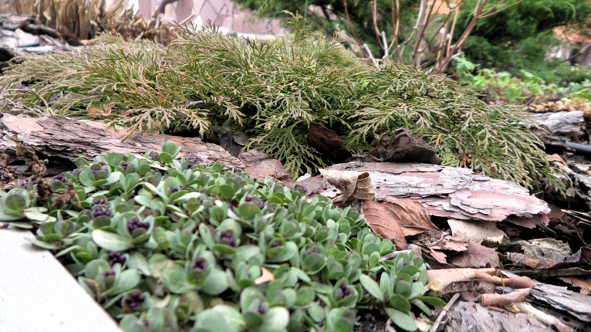 Крылотычинник до цветения