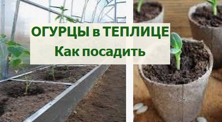 Посадка огурцов в теплице