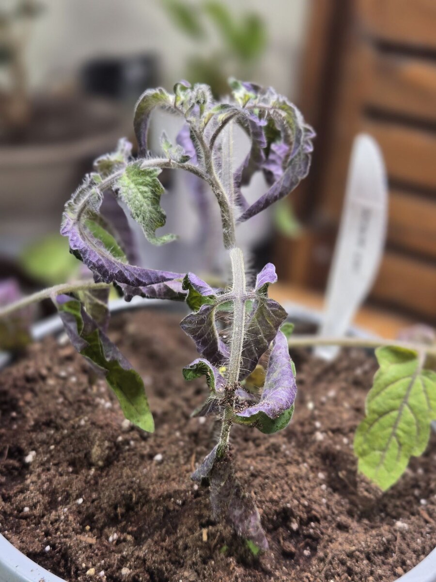 Синюшная рассада - первый признак того, что вы поторопились. 