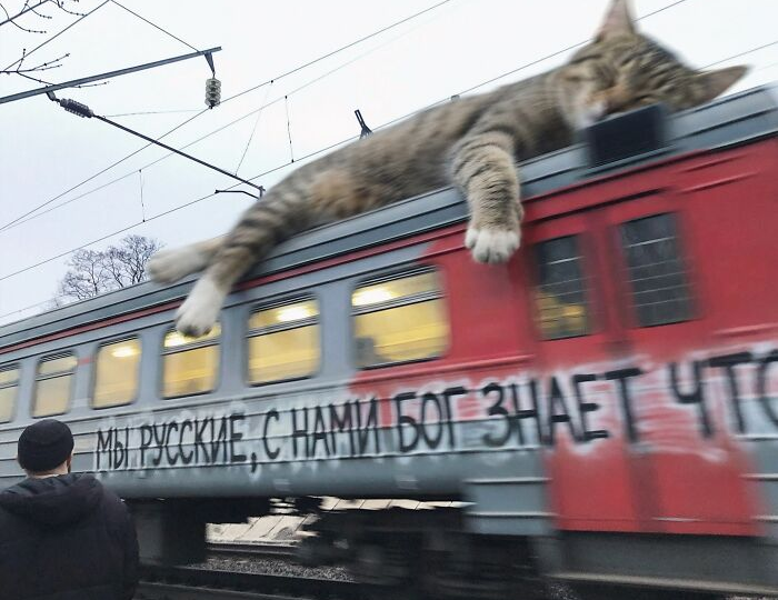 15 гигантских котов, которые живут в окрестностях Ростова-на-Дону: Андрей Щербак