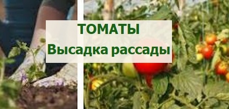 как высаживать рассаду томатов