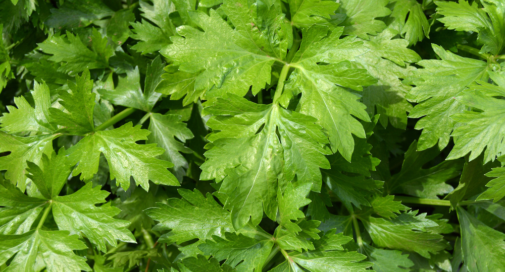 Сельдерей — гость из Средиземноморья